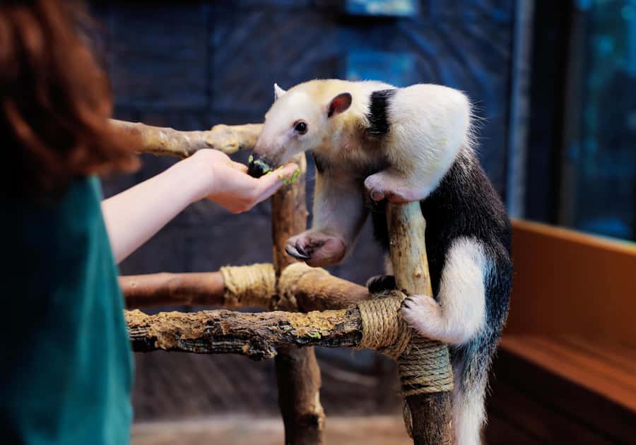 The Green Planet - Dubai's Unique Indoor Rainforest - Best times and practical planning