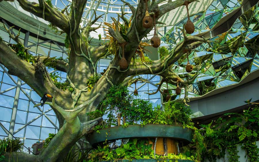 The Green Planet - Dubai's Unique Indoor Rainforest - Moving from the treetops to the forest floor