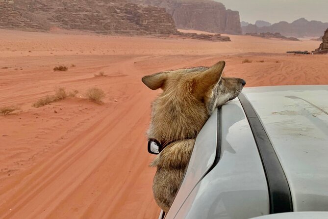 Wadi Rum Cave Camping with Jeep Tour - Sand boarding at Um Ghadah