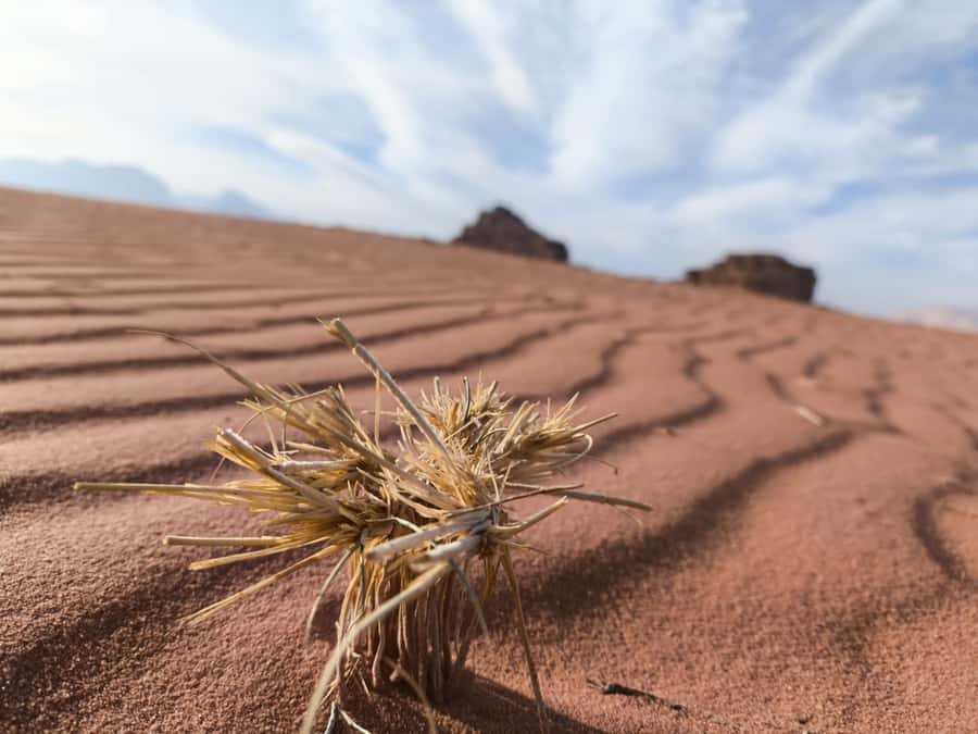 Wadi Rum: Morning or Sunset Jeep Tour - Khazali Canyon, an easy dose of history and geology